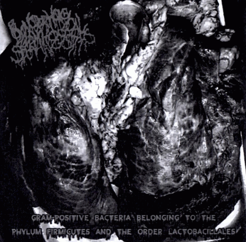 Blenorrhagical Spermatocystitis : Gram-Positive Bacteria Belonging to the Phylum Firmcutes and the Order Lactobacillales